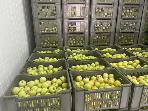 Pomme تفاح