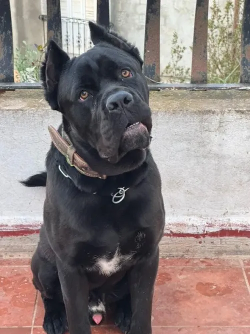 CANE CORSO 
