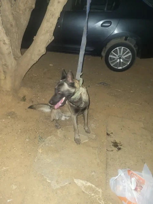 Vente très bon chien mâle malinois age 7 mois