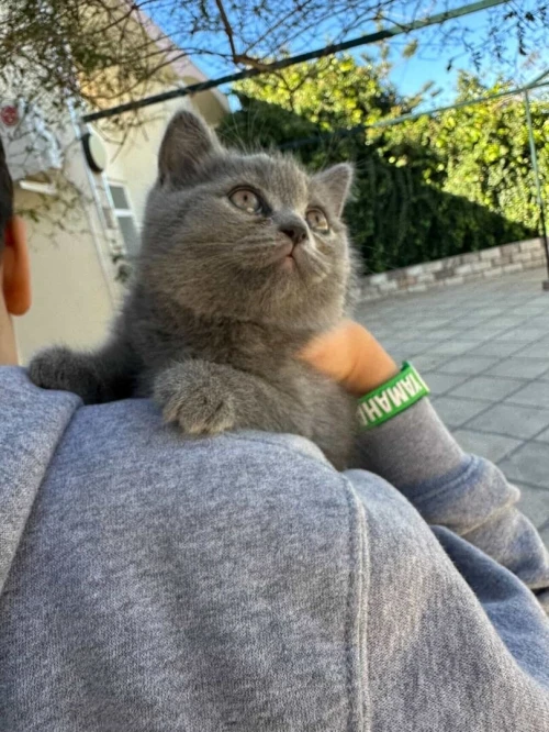 British shorthair