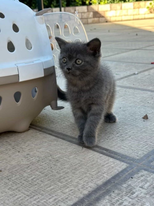 British shorthair