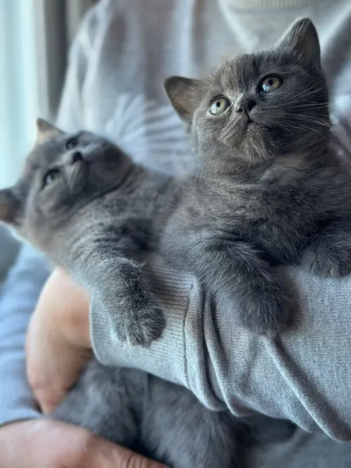 British shorthair