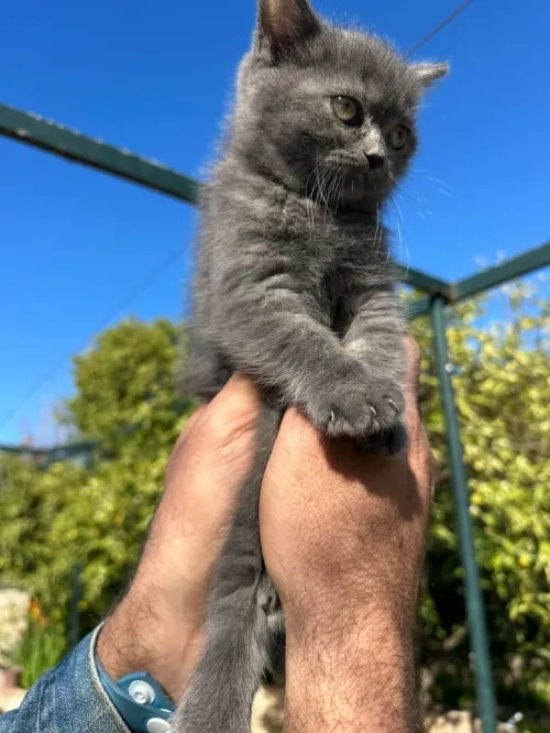 British shorthair