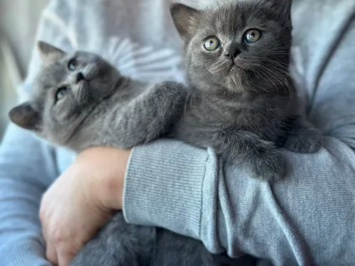 British shorthair