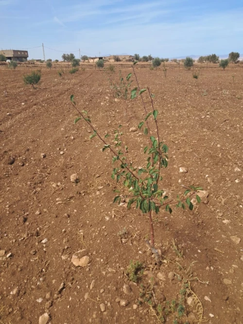 Vente Terrain Agricole Tlemcen Bensekrane
