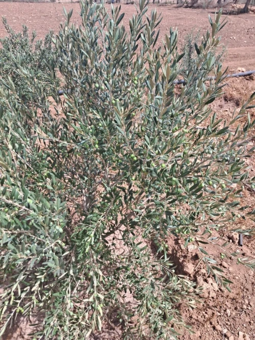 Vente Terrain Agricole Tlemcen Bensekrane