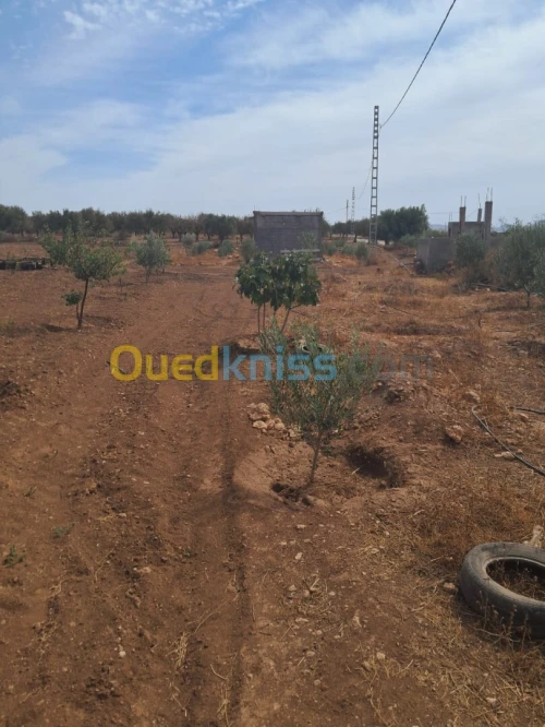 Vente Terrain Agricole Tlemcen Bensekrane