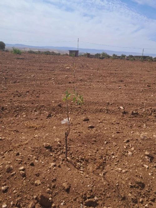 Vente Terrain Agricole Tlemcen Bensekrane