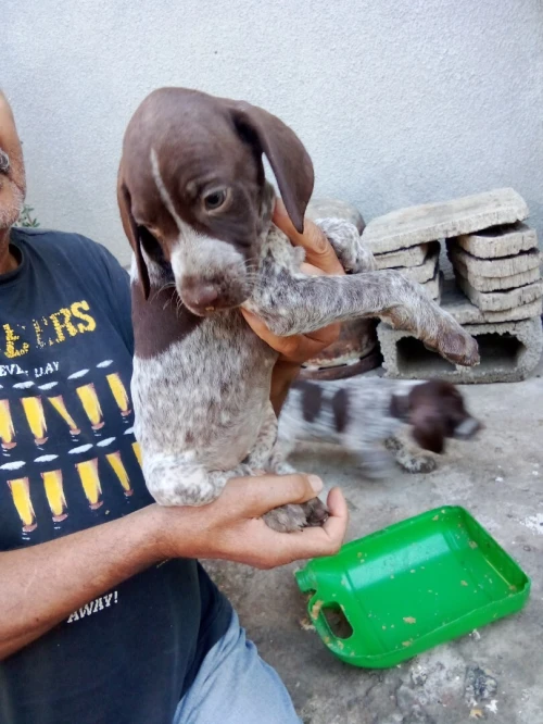 CHIOTS BRAQUES ALLEMANDS