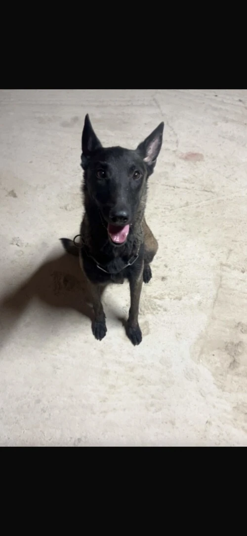 Chien malinois 