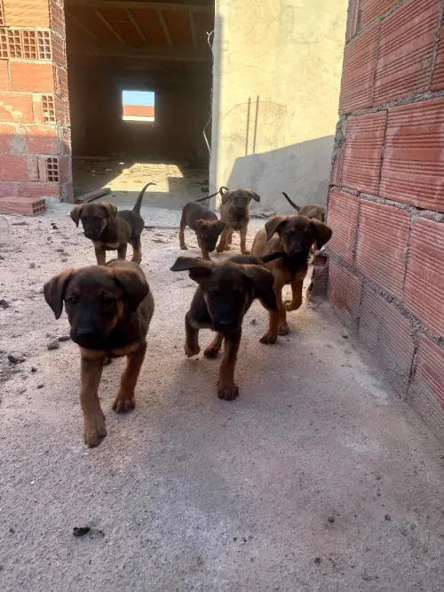 Chiot malinois 