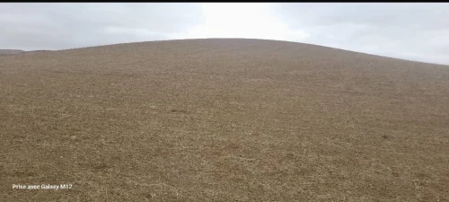 Vente Terrain Agricole Tissemsilt Sidi abed