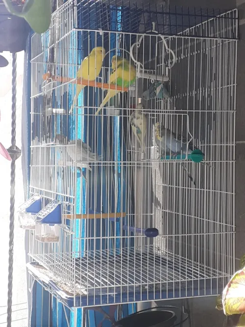 A vendre 8 perruches avec cage 