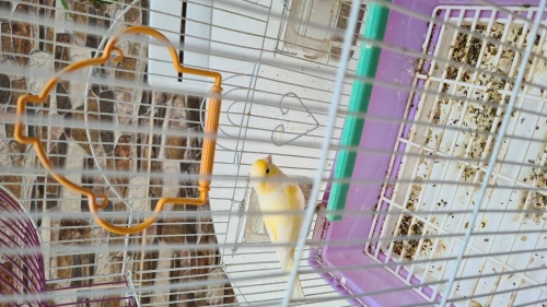 Canari oiseaux mosaique mâle Bage 2025
