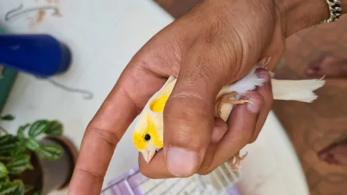 Canari oiseaux mosaique mâle Bage 2025