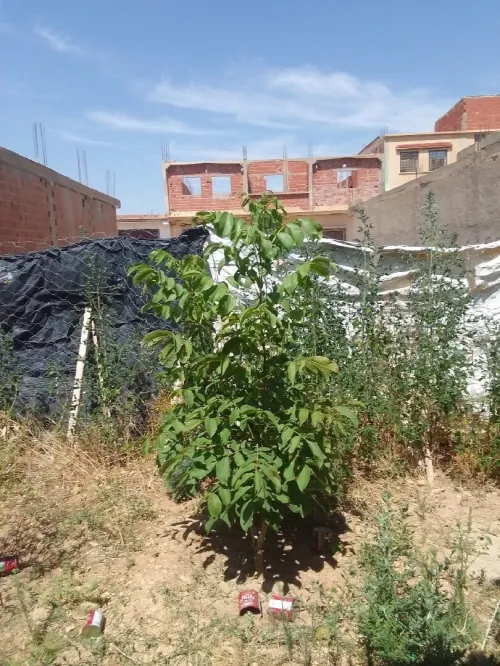 Vente Villa Tébessa Bir el mokadem