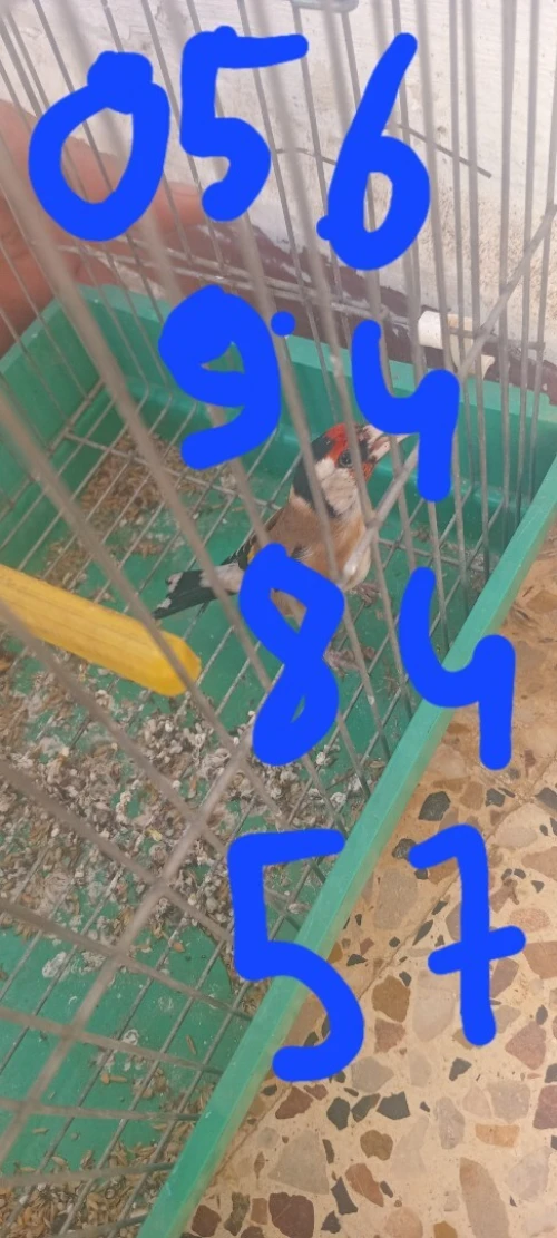 مقنين