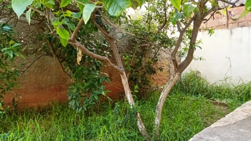 Vente Terrain Alger Birkhadem