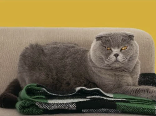 Mâle Scottish fold pour accouplement