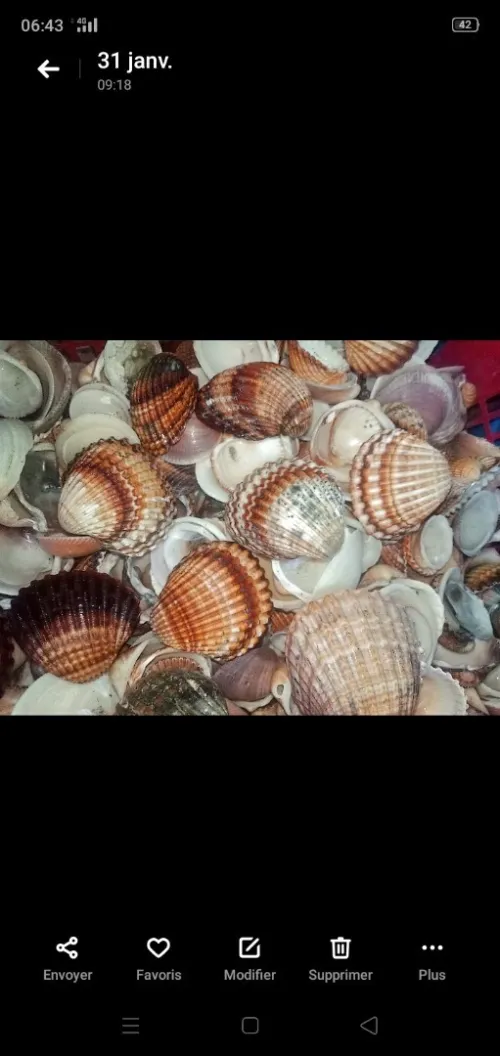 Coquillages Mer