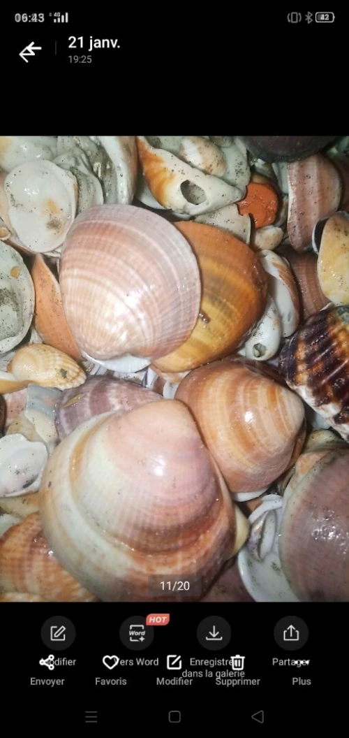 Coquillages