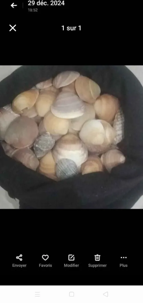 Coquillages