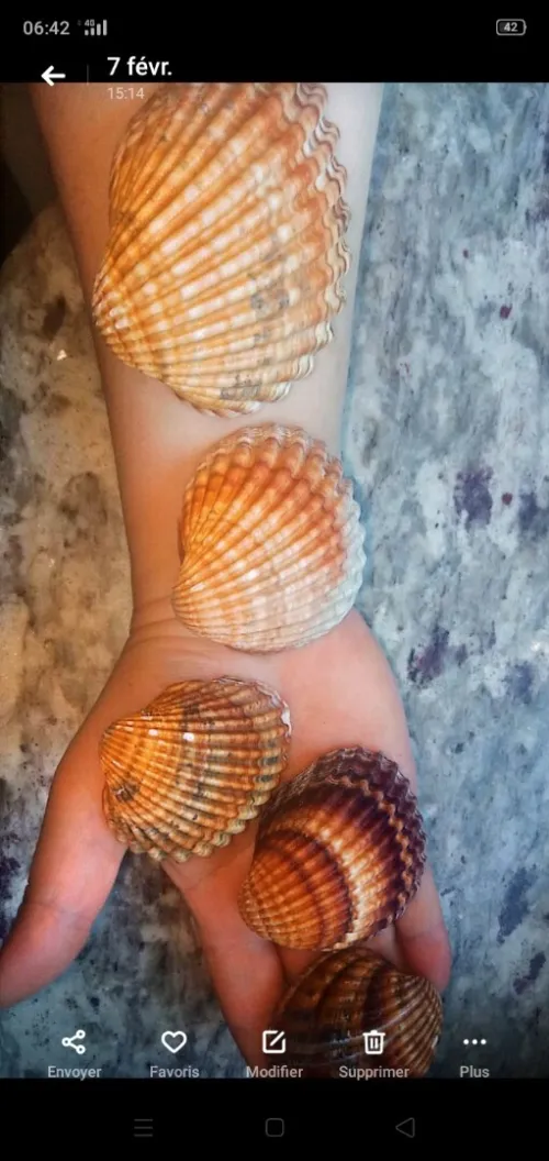 Coquillages