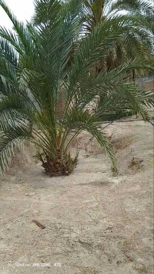 Vente Terrain Agricole Biskra Bouchagroun