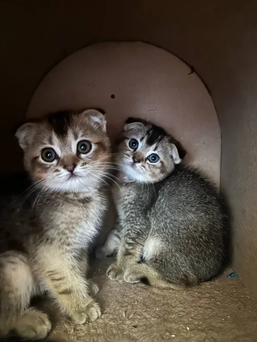 Chatons Scottish