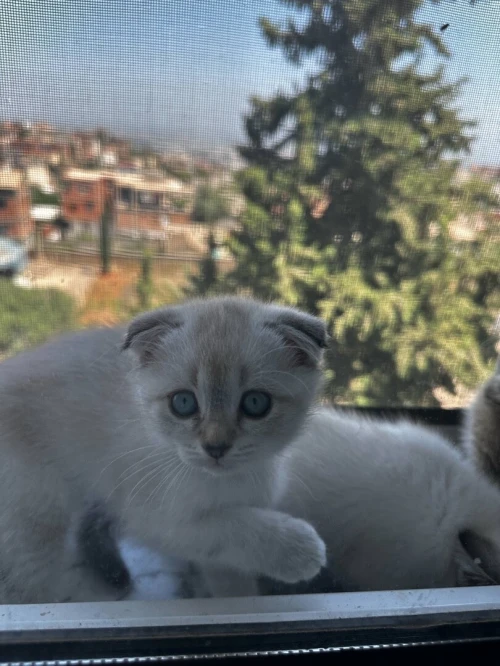 Chatons Scottish