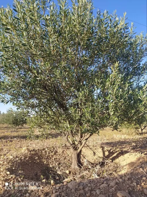 Vente Terrain Khenchela Ain touila