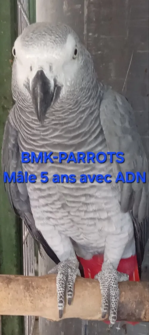 ذكر غابوني