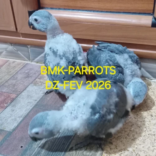 فراخ كاسكو غابوني
