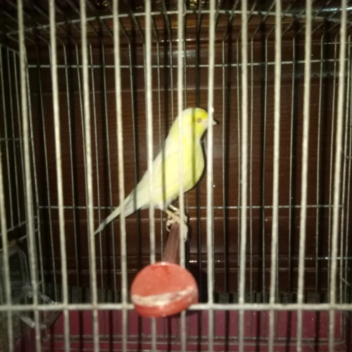 Canari satiné jaune yeux rouge