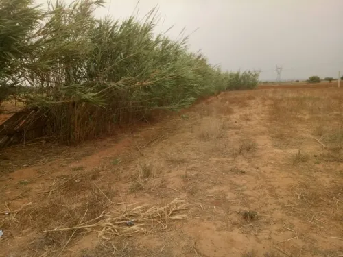 Vente Terrain Agricole Mostaganem Sayada