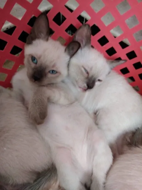 Chat Siamois
