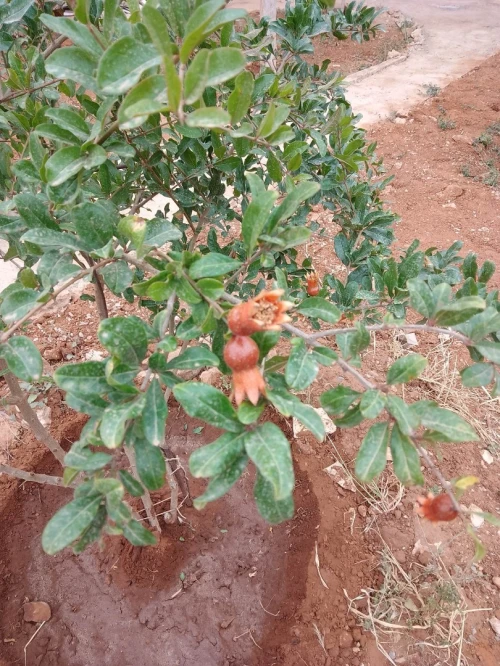 Vente Villa Mostaganem Fornaka