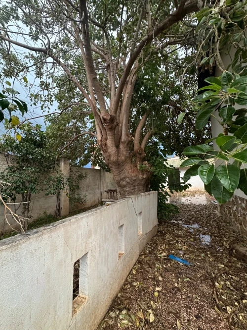 Vente Terrain Alger Ain taya