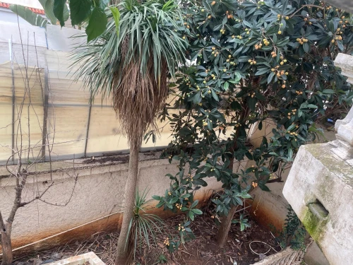 Location Villa Alger El biar