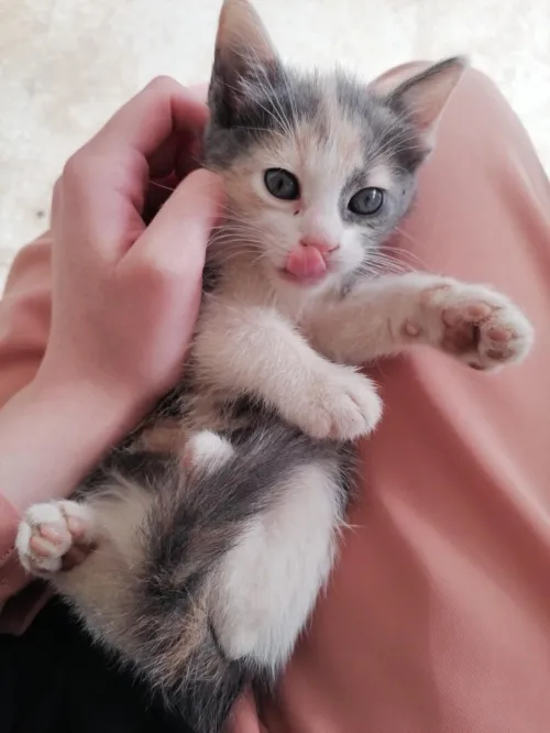 Chattons domestiques pr adoption 