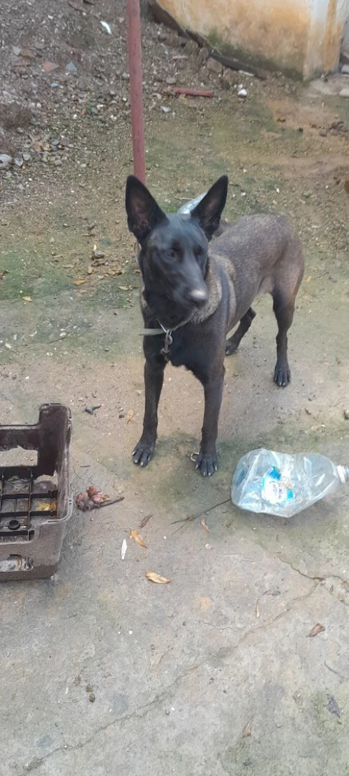 Femelle Malinois