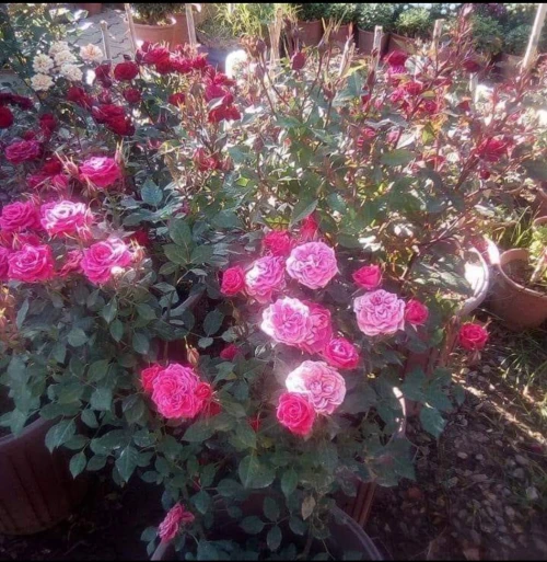 Gazon Décoration De Jardin