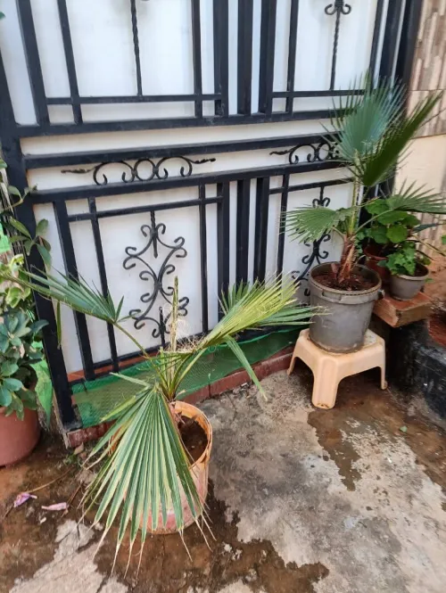 Vente Appartement Alger Ain benian