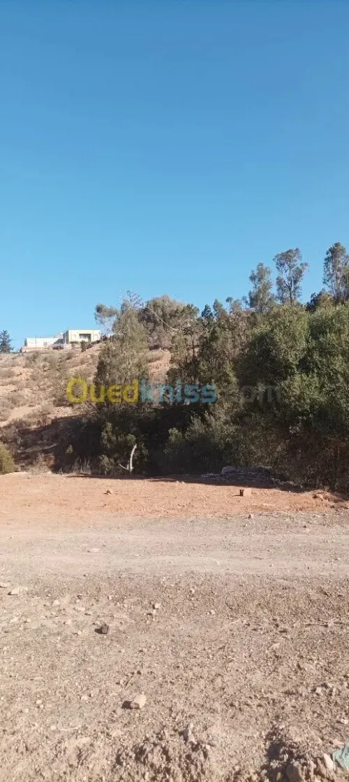 Vente Terrain Tlemcen Souk tlata