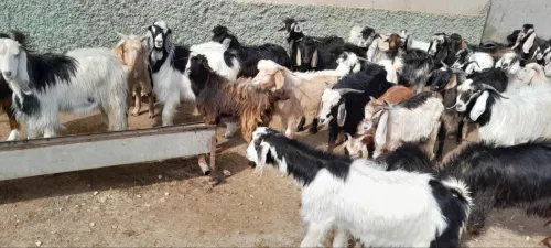 الشريعة ولاية تبسة