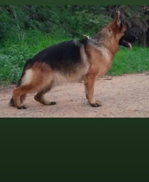 Berger Allemand 