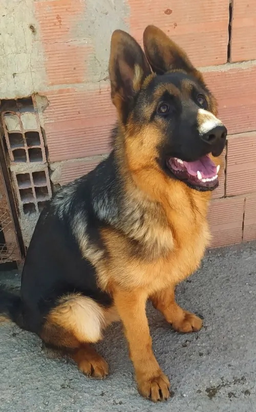 Berger Allemand