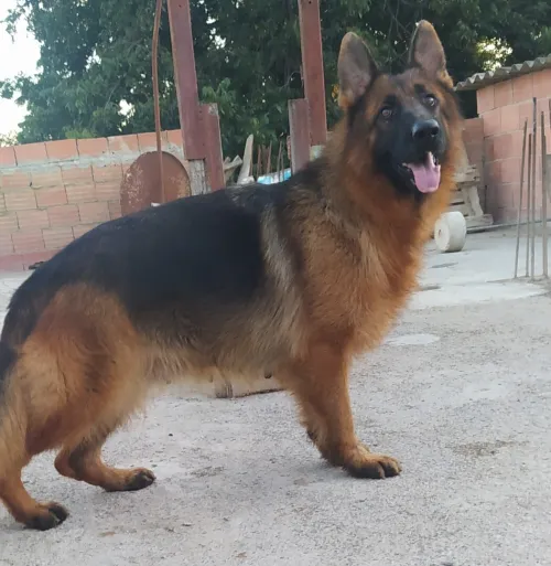 Berger Allemand 