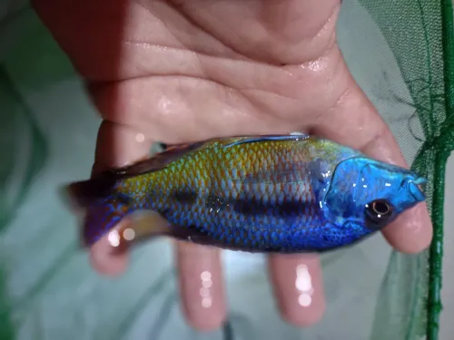 Cichlids African poisson 
