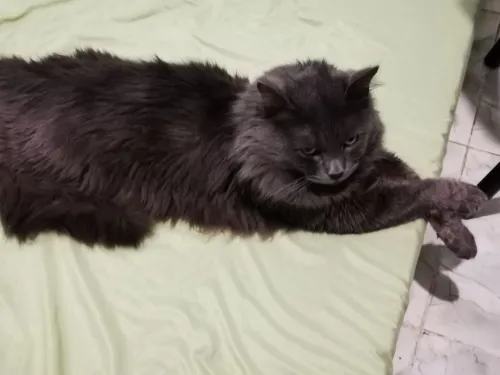 chat NEBELUNG mâle (TRES RARE !!)